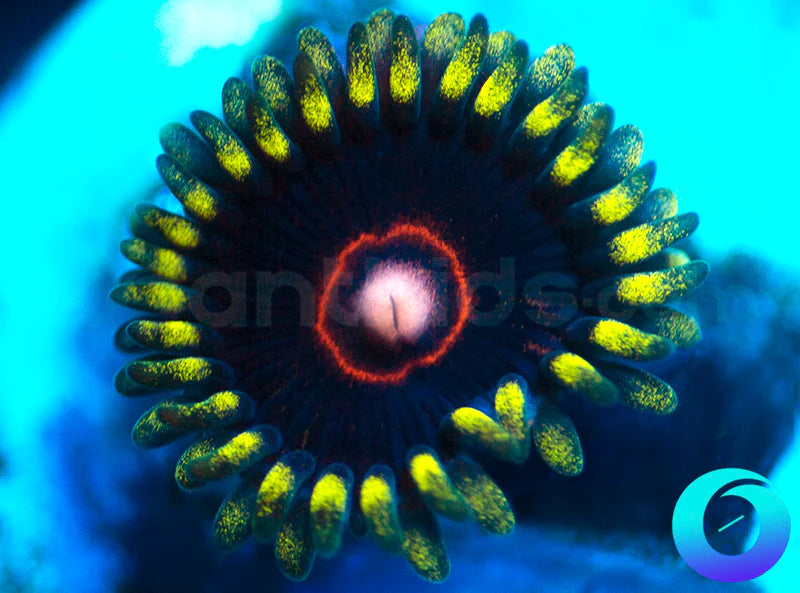 CB King Jawbreaker Hornet