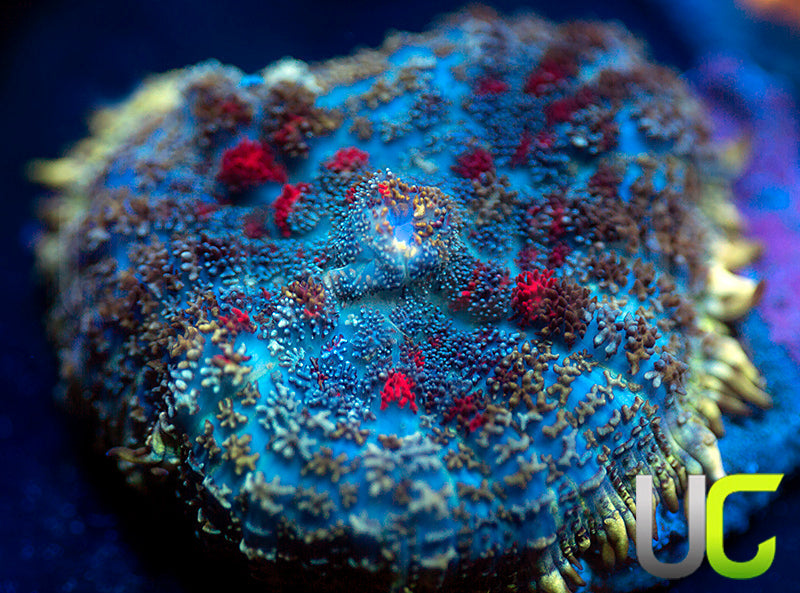 UC High Roller Mushroom