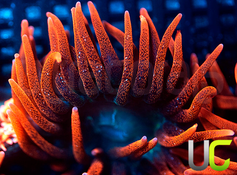 Black Widow Anemone - MED