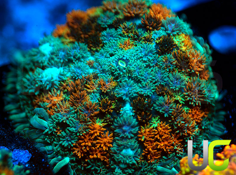 UC Arabian Night Mushroom XXL