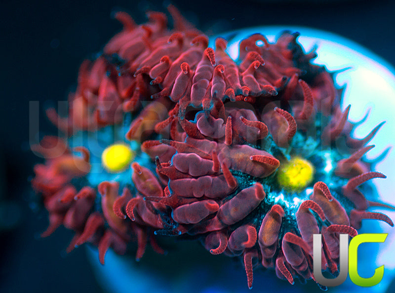 UC Boondocks Blastos