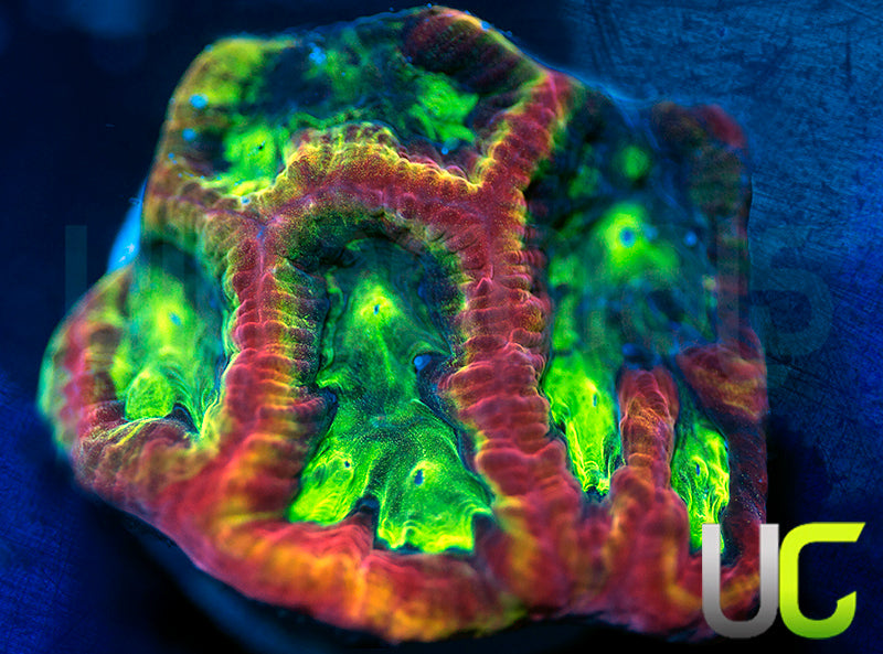 UC Lip Smackers Favia