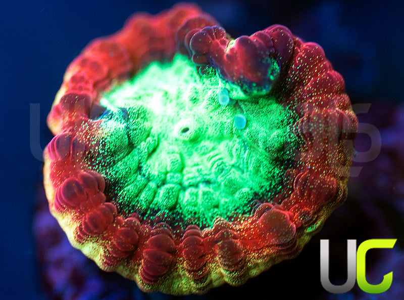 JF Psycho Rainbow Rim Favia