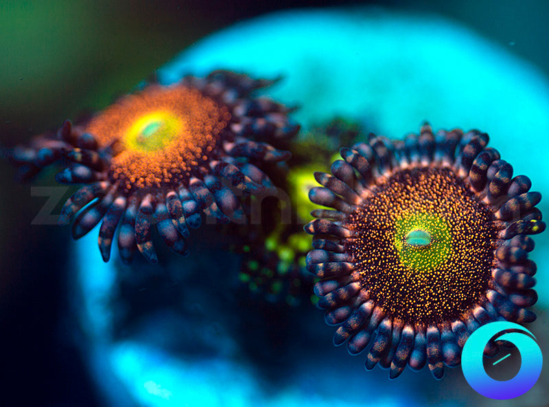 Mohawks & Grim Reaper