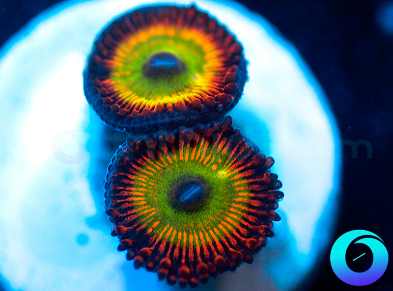 NEW RELEASE: Robotniks