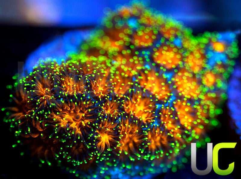 UC Lightning Tip Leptastrea