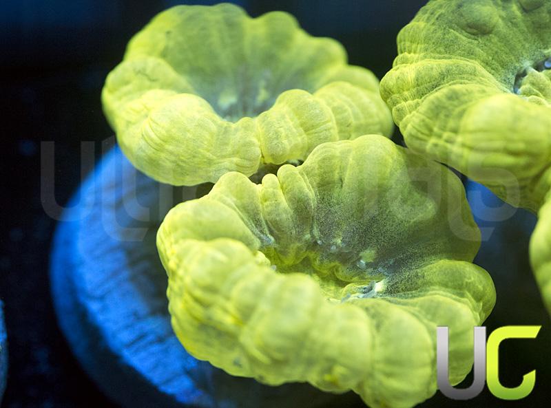 Kryptonite Candy Cane