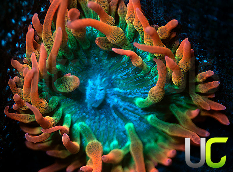 UC Spitfire Anemone - MED