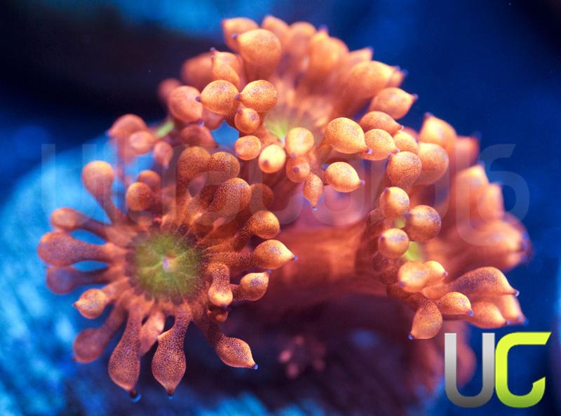 NEW RELEASE Zenith Goni