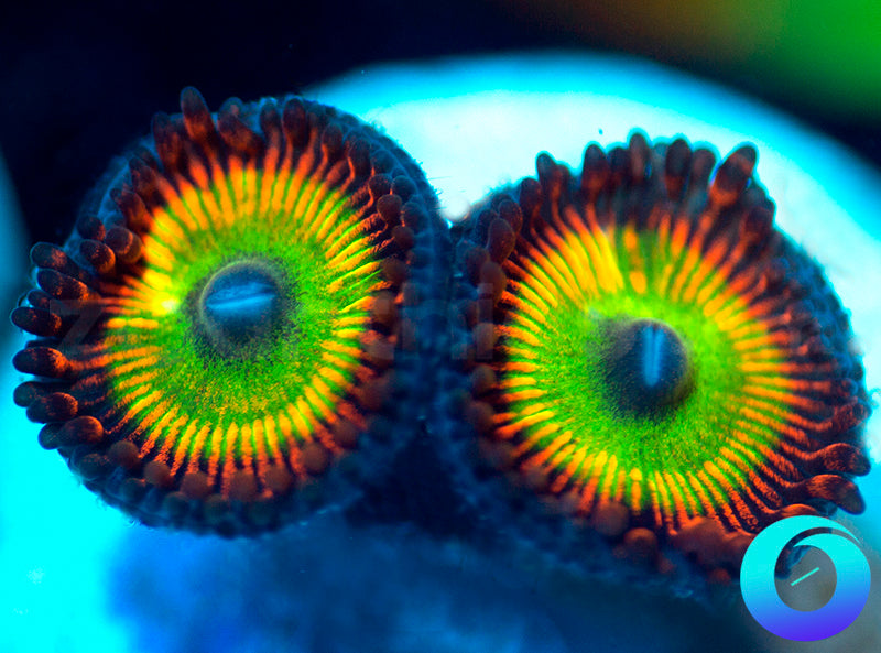 NEW RELEASE: Robotniks