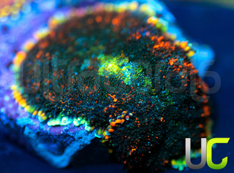 UC Octoberfest Mushroom