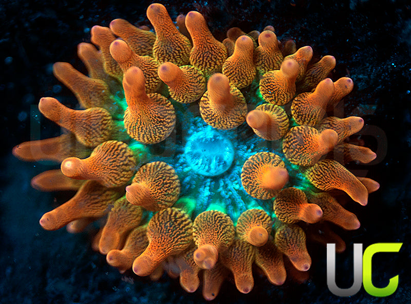 UC Spitfire Anemone - MED