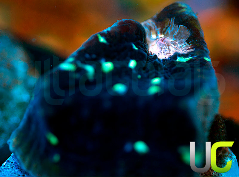 NEW RELEASE: UC Pink Midnight Chalice