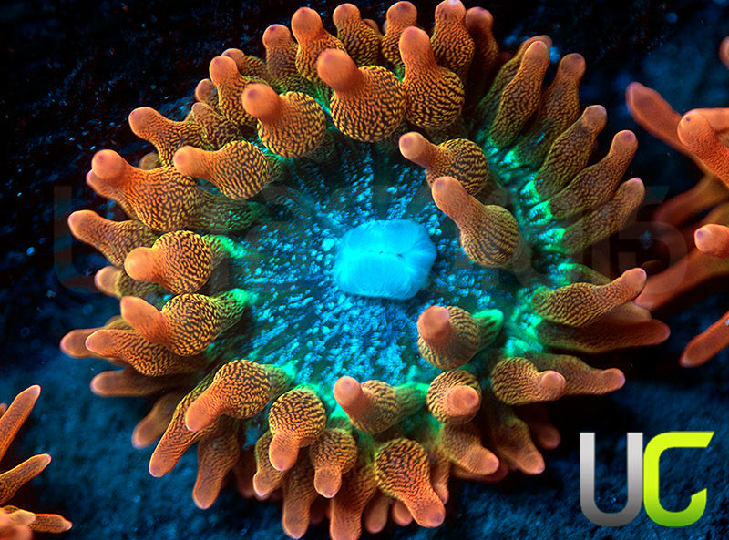 UC Spitfire Anemone - MED