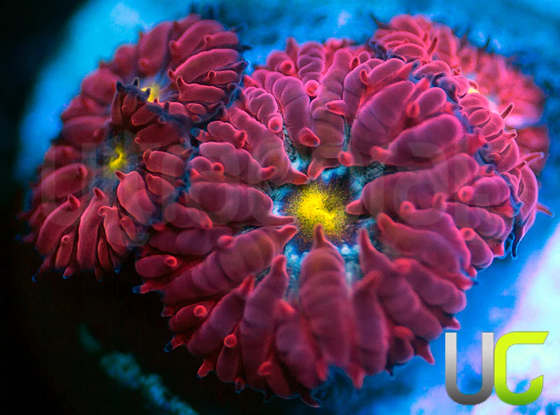 UC Boondocks Blastos