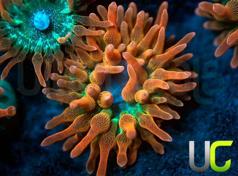 UC Spitfire Anemone - MED