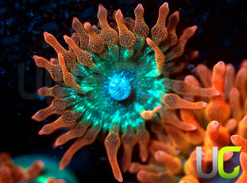 UC Spitfire Anemone - SM