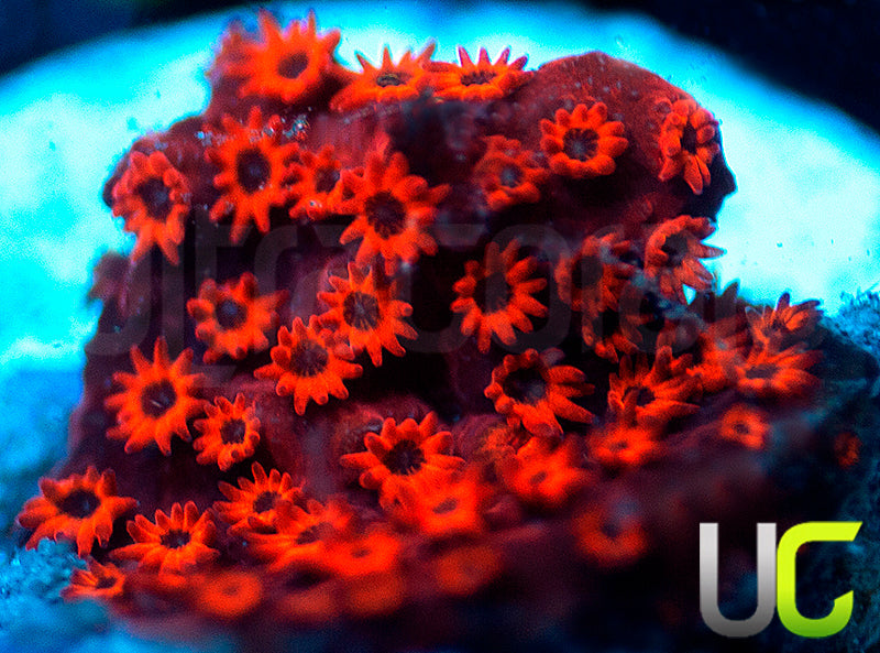 UC Sweet Revenge Porites