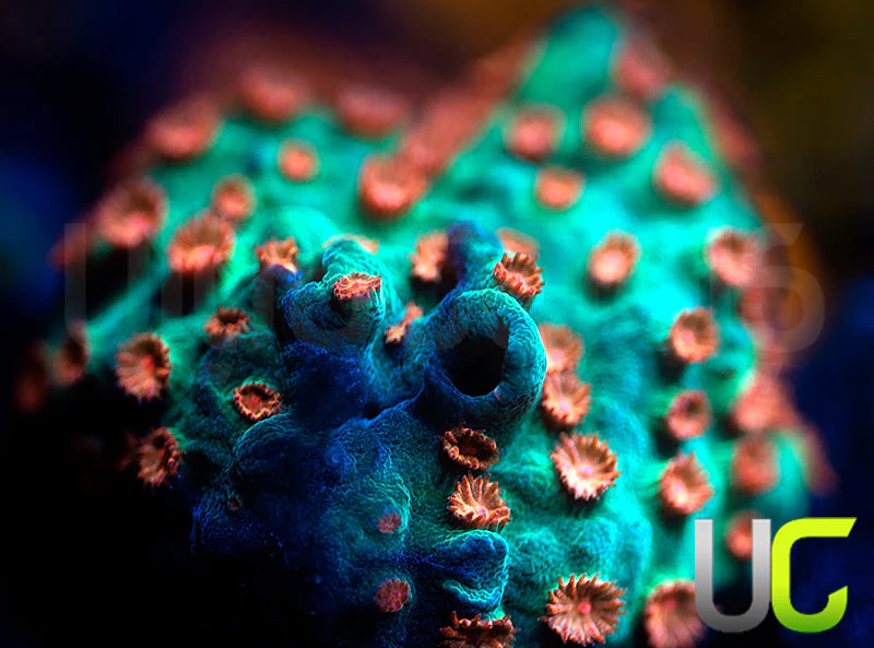 Meteor Shower Cyphastrea