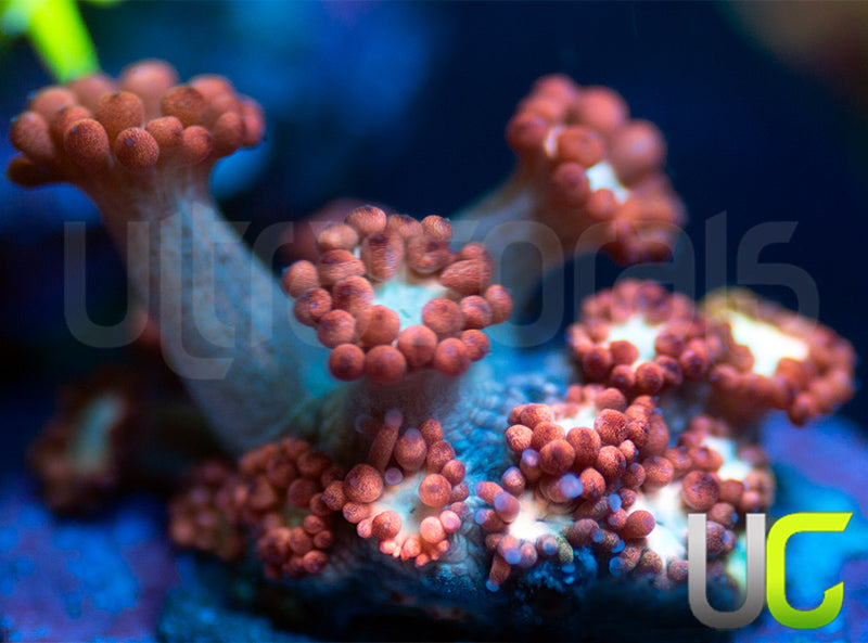 UC Cosmic Candy Goni