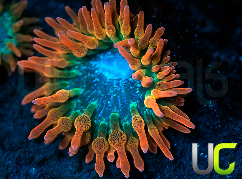 UC Spitfire Anemone - MED