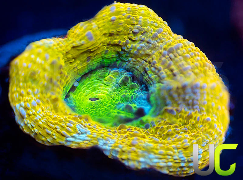 NEW RELEASE: UC Highlighter Bower