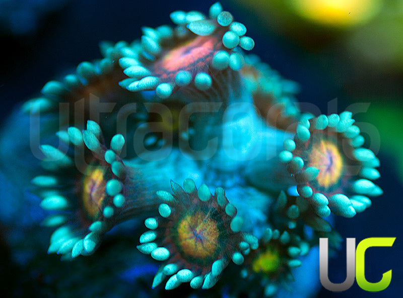 UC Rainbow Wolverine Goni