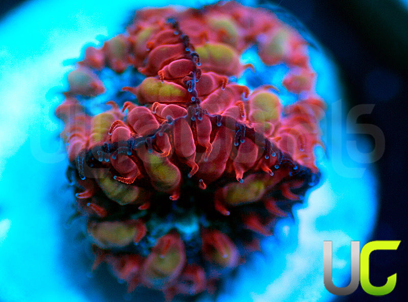 UC Azure Sky Blastos