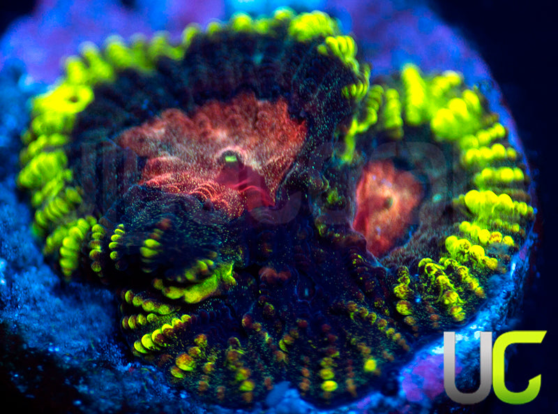 UC Black Paradise Favia