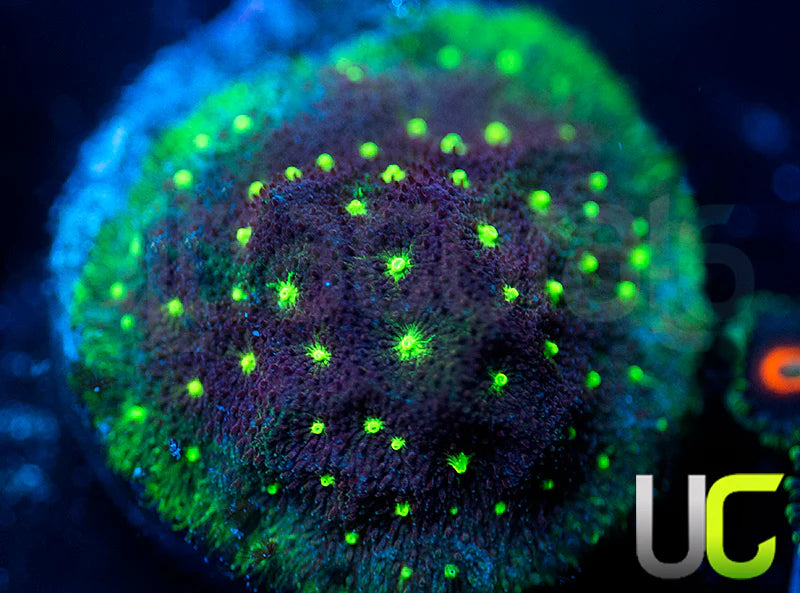 UC Bloody Sunday Psammocora