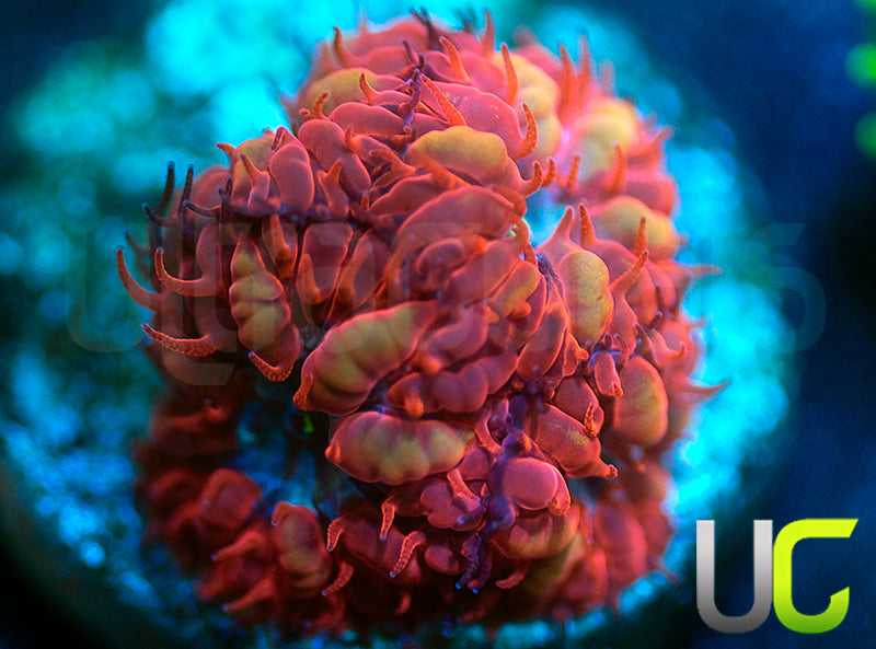 UC Blue Ravens Blastos