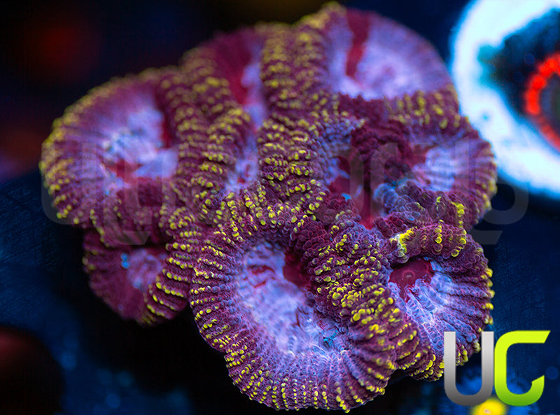 UC Fairgrounds Favia