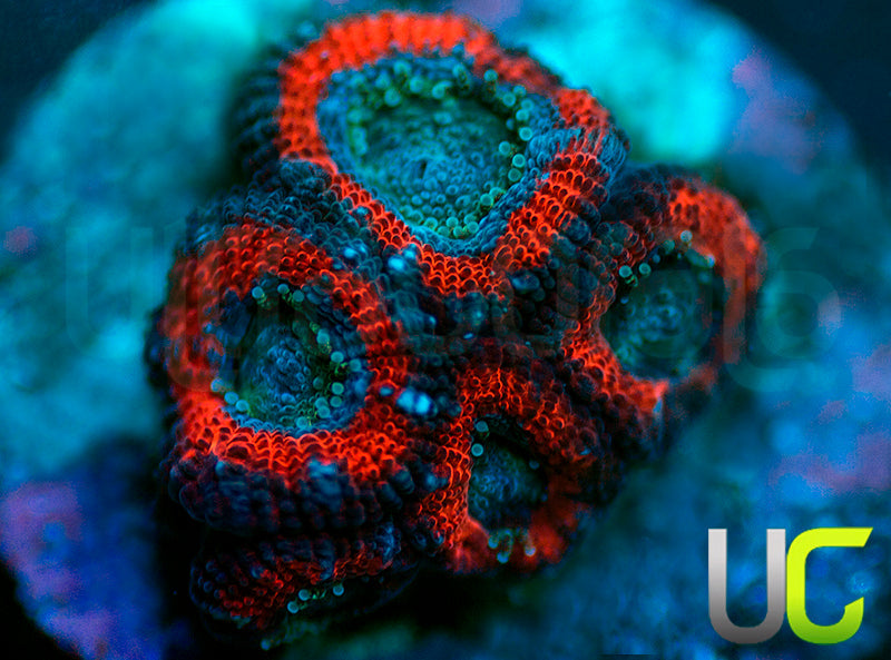 UC Superhero Micro Amakusensis