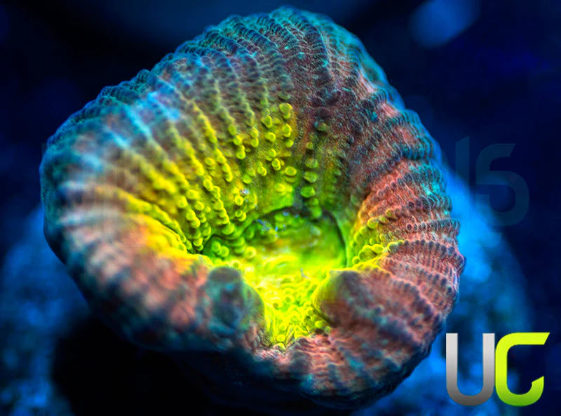UC Rainbow Goniastrea