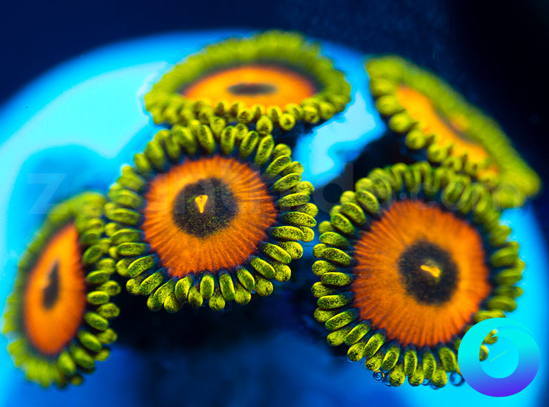 NEW RELEASE: OrangeSicle