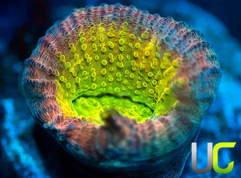 UC Rainbow Goniastrea