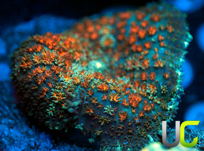 UC Citrus Cushion Mushroom XL