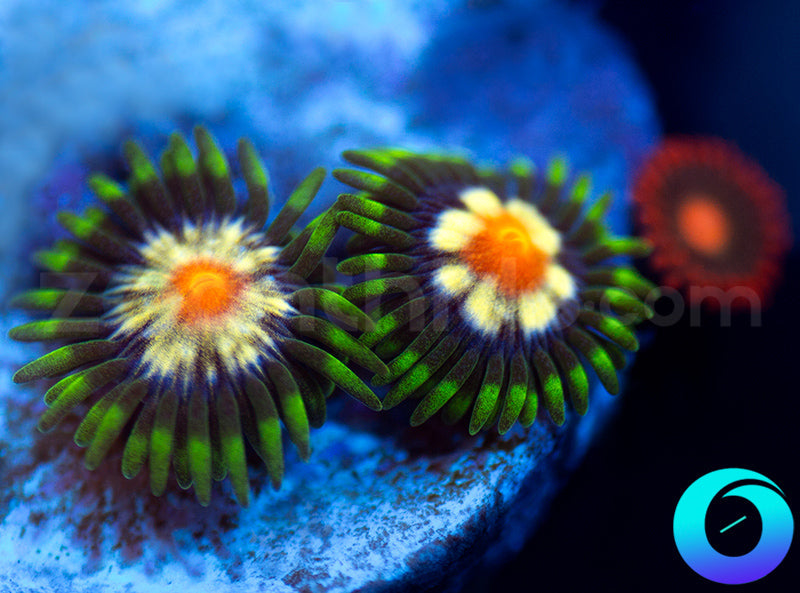 Daisy Cutter and Gatorade Combo