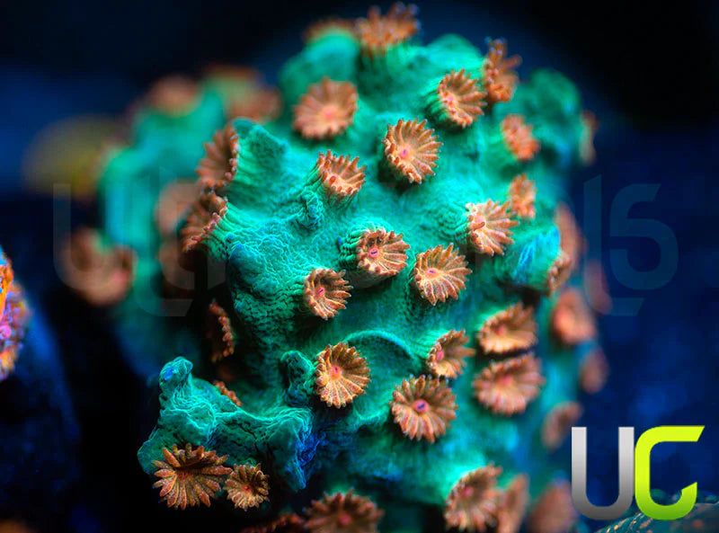 Meteor Shower Cyphastrea