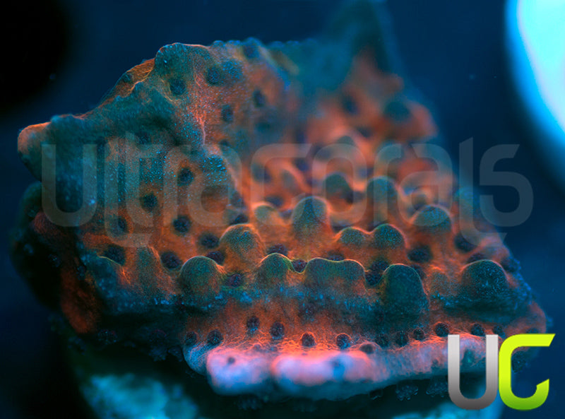 RR Nauti Spiral Monti