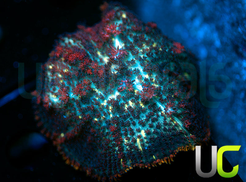 UC Circus Rhodactis Mushroom