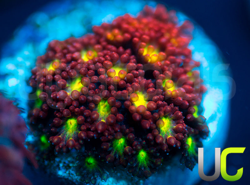 UC Party Crasher Micro Goni