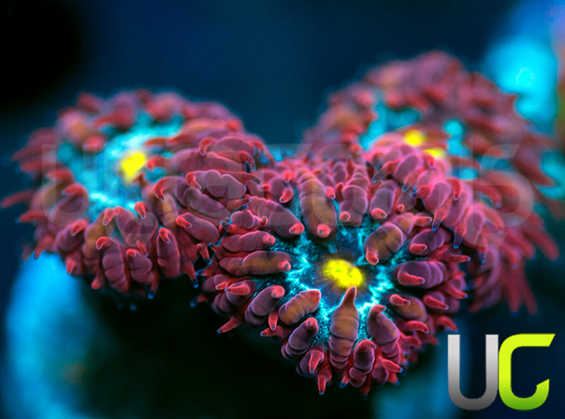 UC Boondocks Blastos