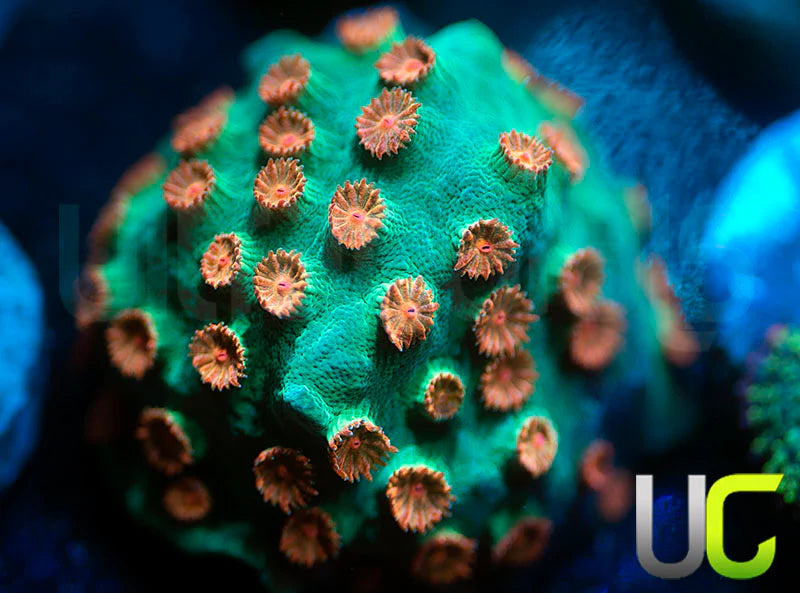 Meteor Shower Cyphastrea