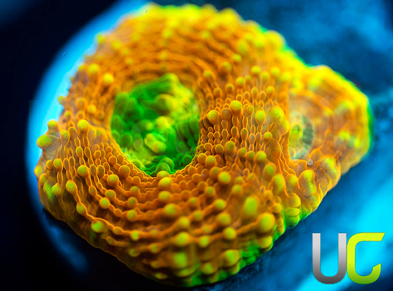 UC Orange Crush Echinata