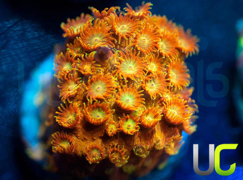 UC Circus Trip Cyphastrea