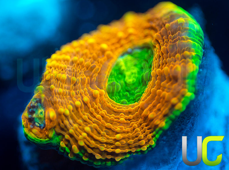 UC Orange Crush Echinata