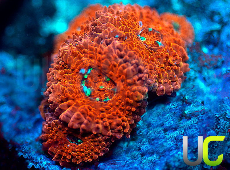 UC Watermelon Mojito Micro Amakusensis