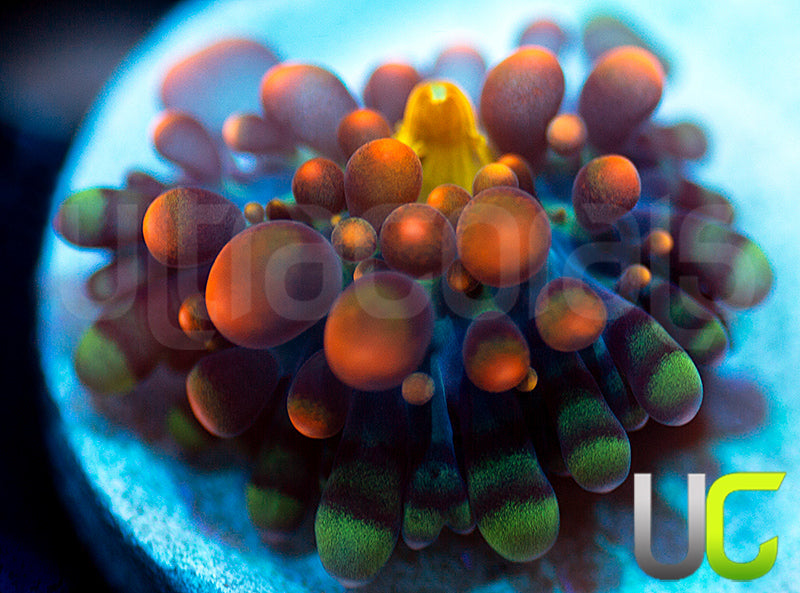 CC Godzilla X Yuma Ricordea