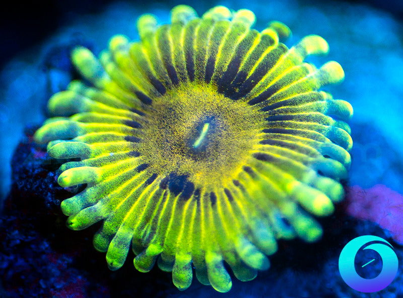 NEW RELEASE: Banana Republic